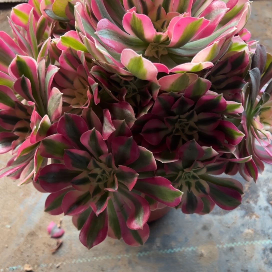 223，女巫多肉植物法师