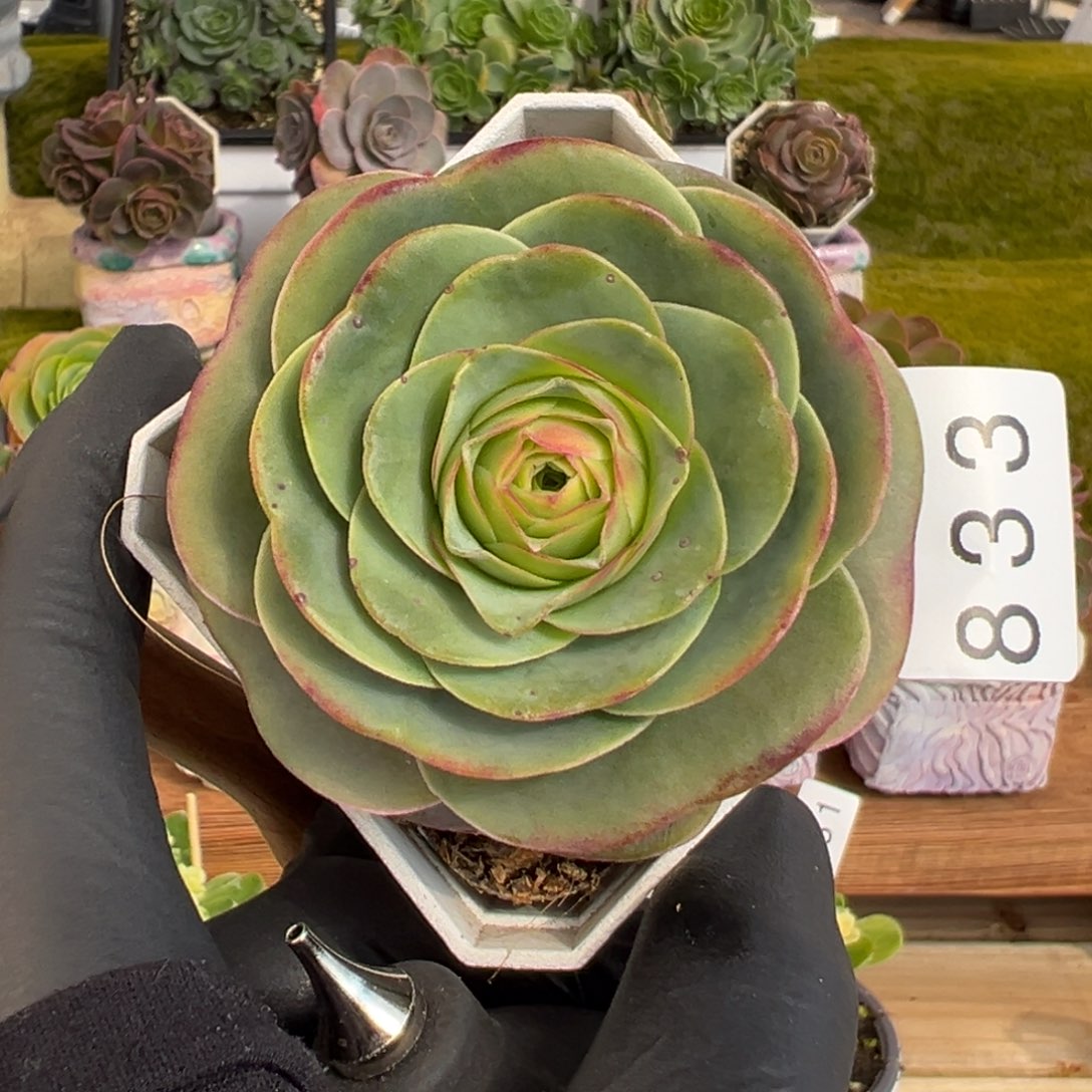 833禧桃爱心叶6厘米