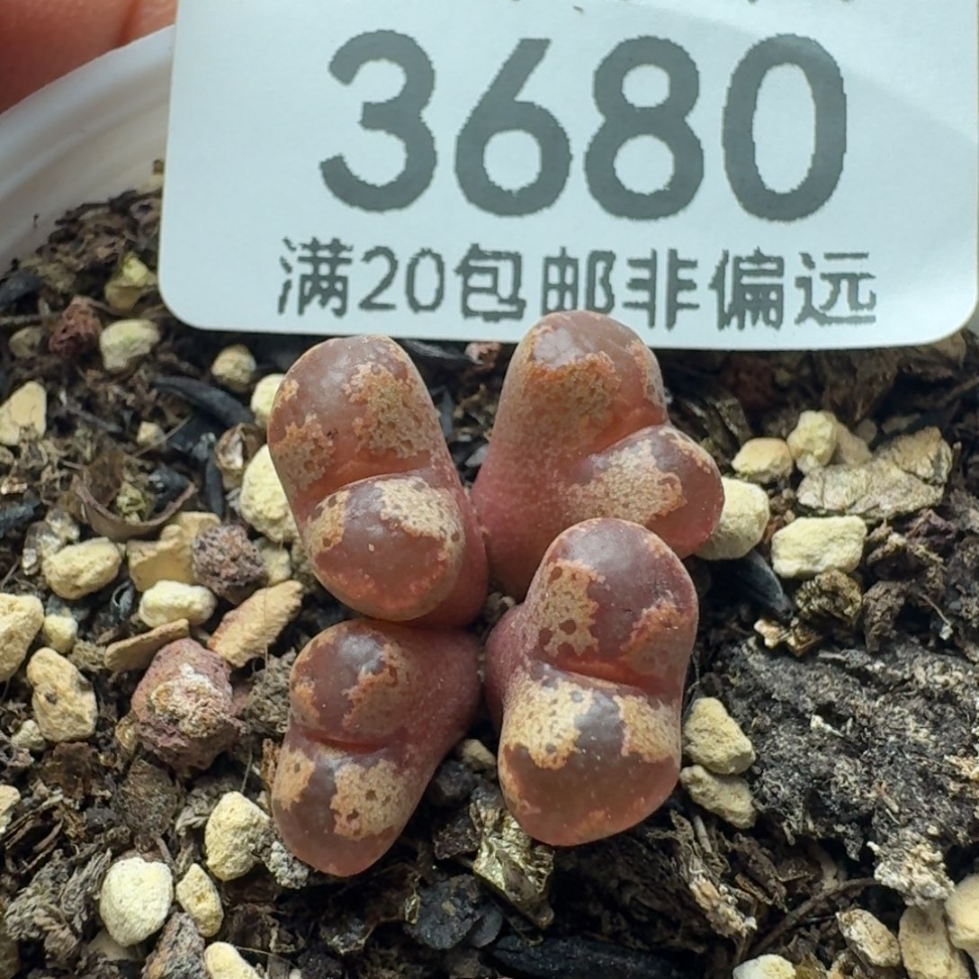 勋章带盆土                  