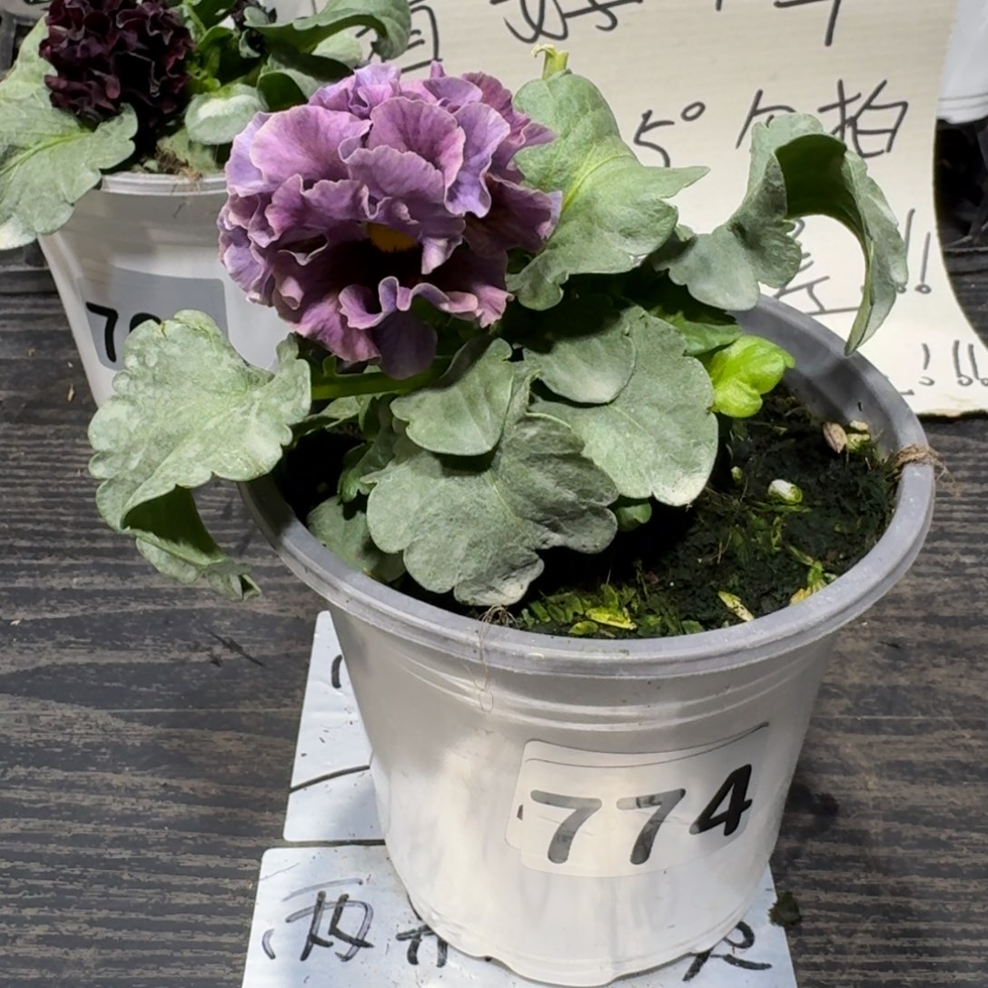 全部花朵774号洛可可