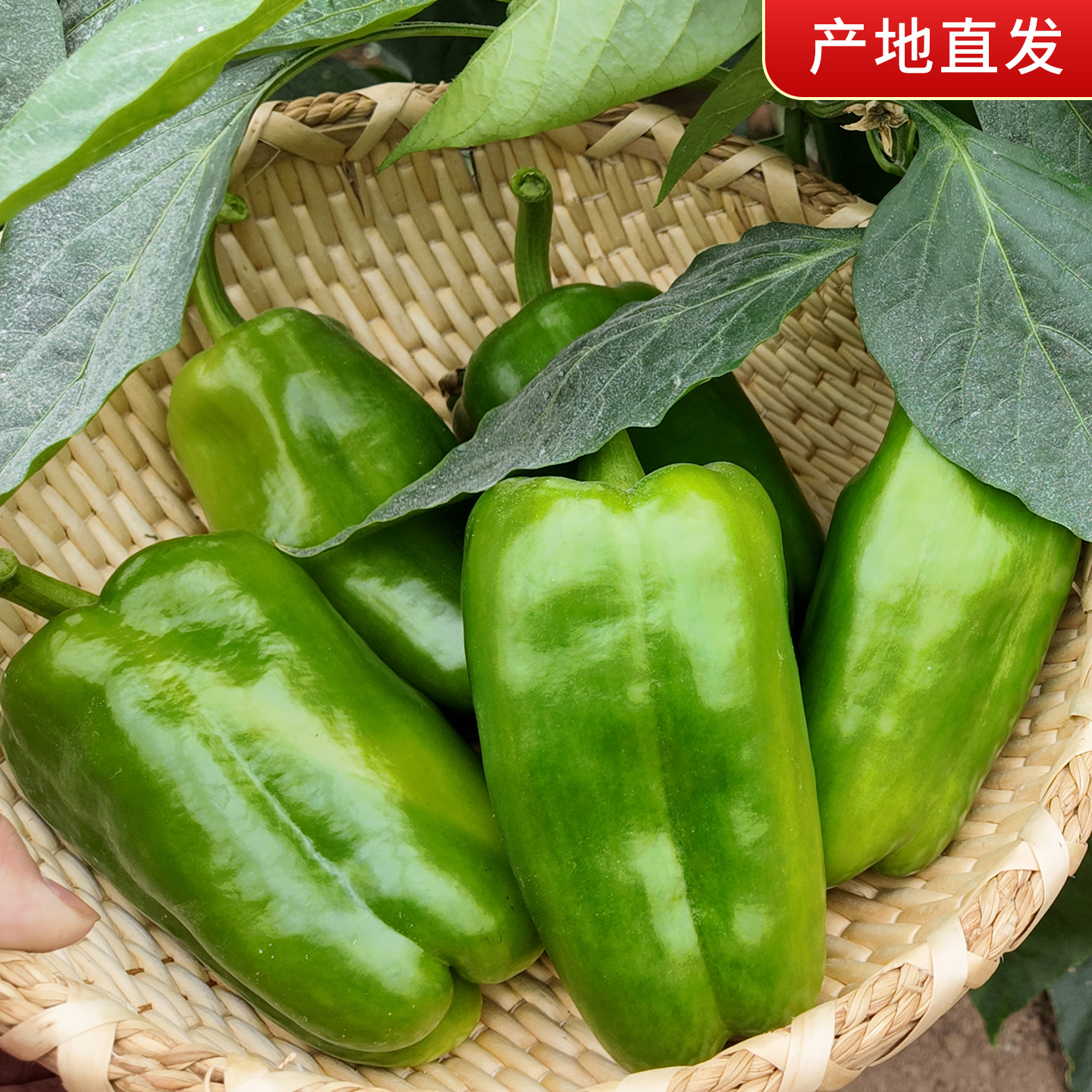 山东莘县农家新鲜现摘不辣青圆椒柿子椒太空椒灯笼椒