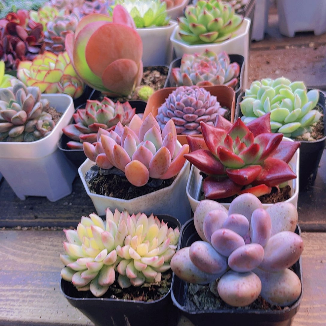 奥普。女雏锦。桃美人。 罗卡