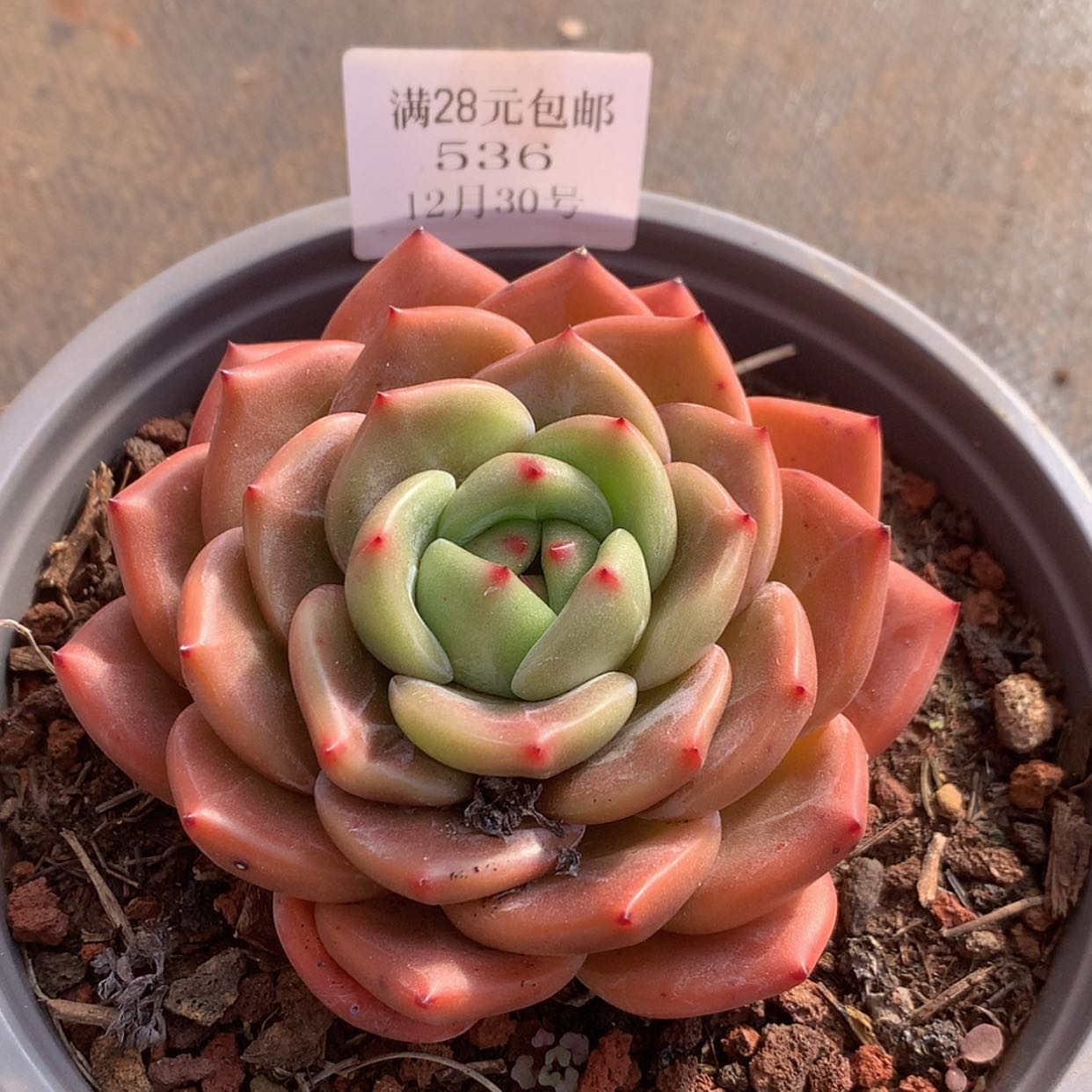 【闪购商品】云536号9厘米香槟玫瑰