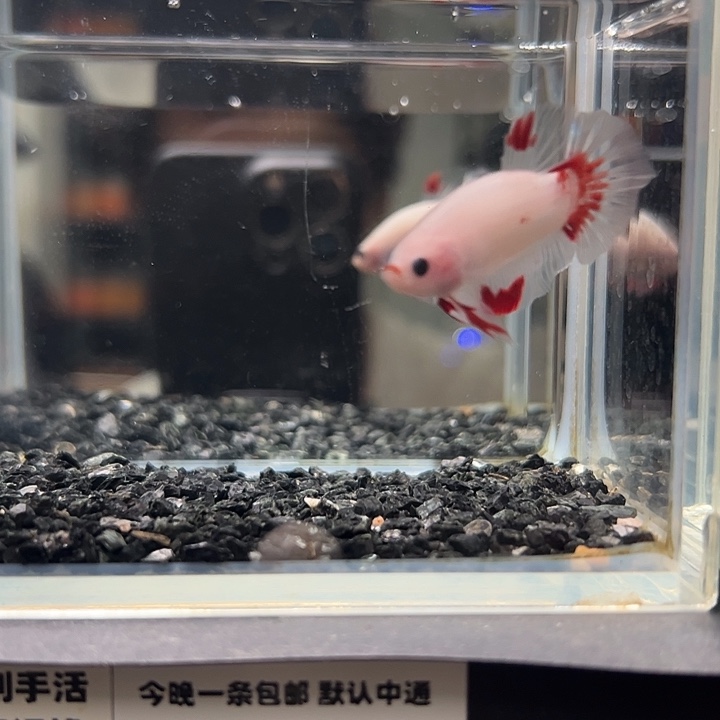 斗鱼跑单拉黑1日15