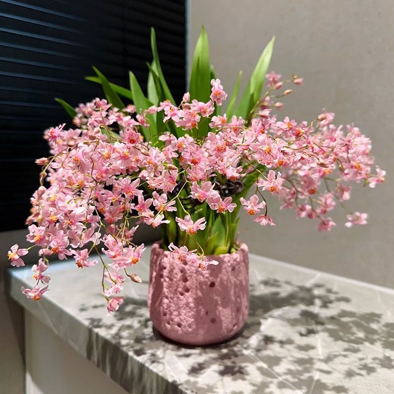 【梦香兰】浓香带花苞好养的梦香兰室内桌面客厅花卉植物盆栽