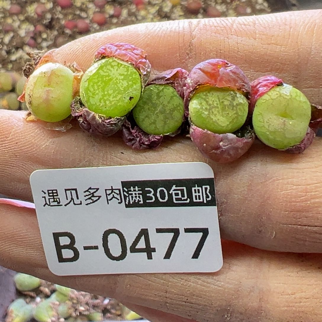 多肉植物1111111111111111