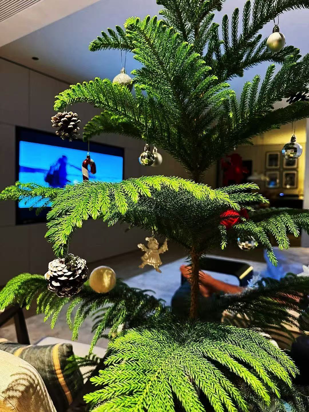 圣诞树南洋杉盆栽花卉绿植室内大型客厅庭院好养易活