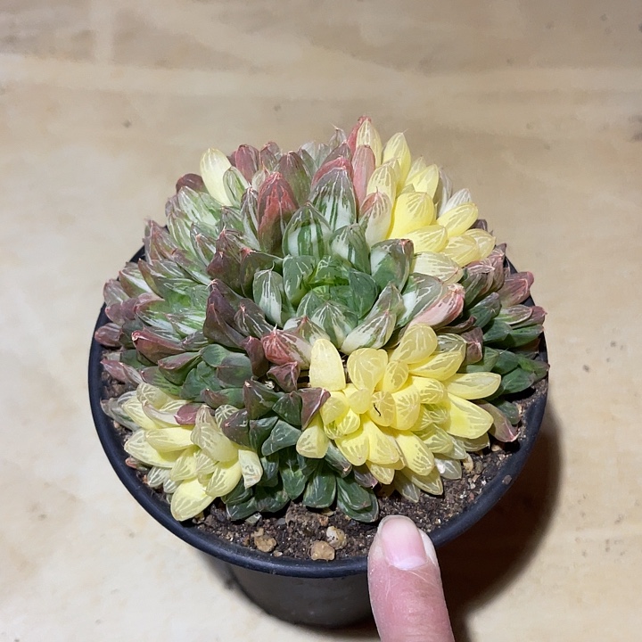 满38包邮2天凑单，脱土晾根发货多肉植物