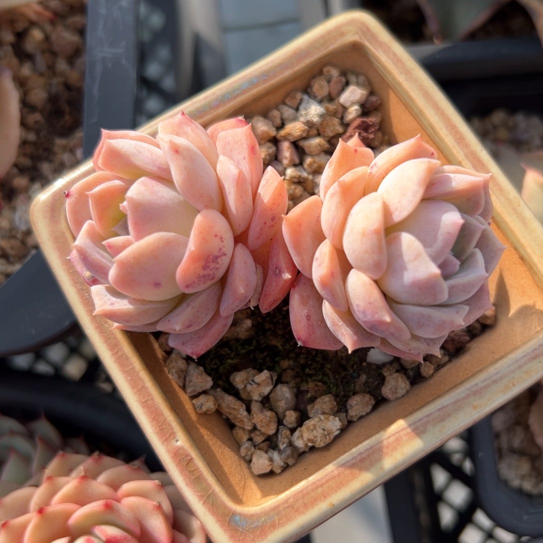 彩虹爱神（满38包邮）多肉