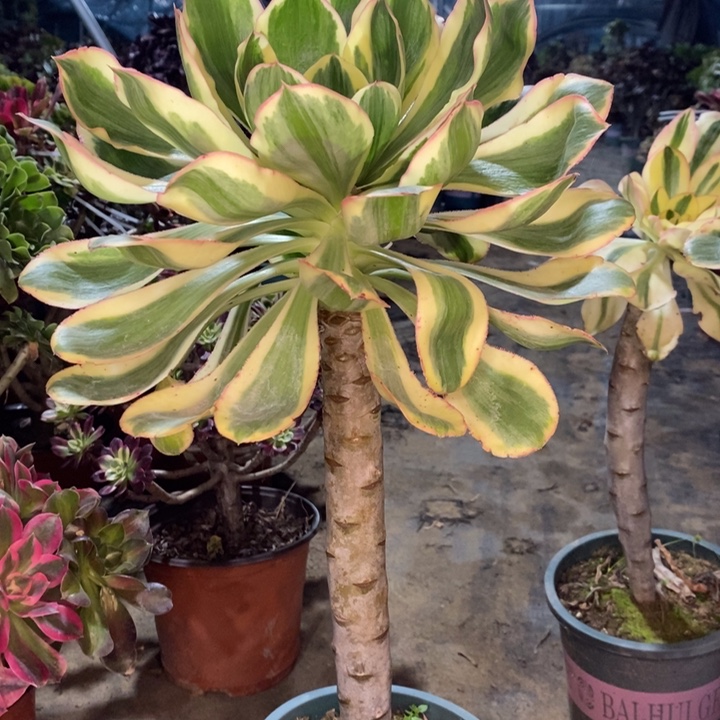 燕姿锦多肉植物35