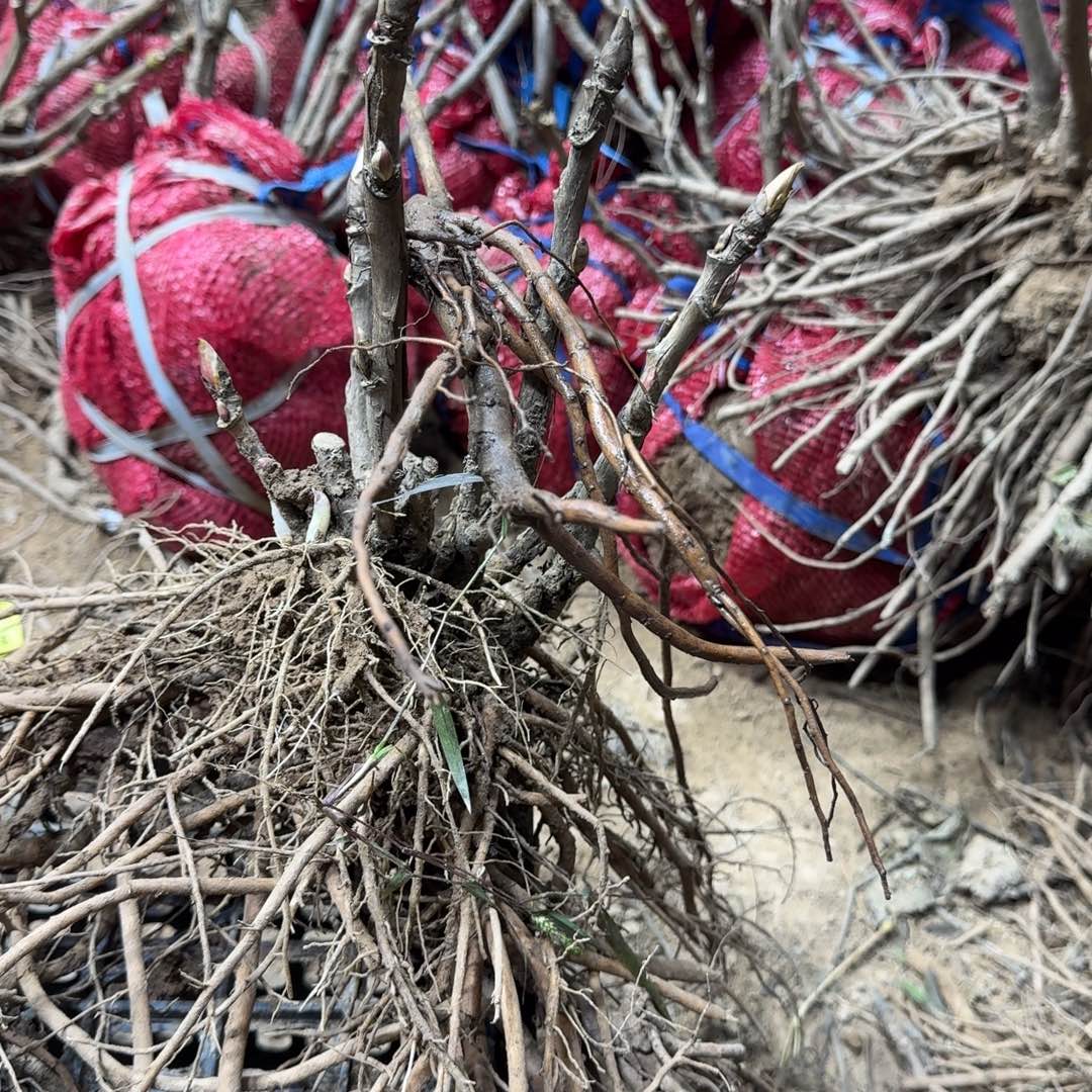 完全开放1111111111111111