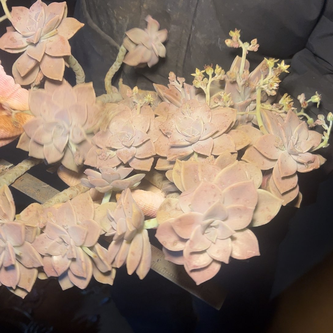 胧叶多肉30尺寸发货