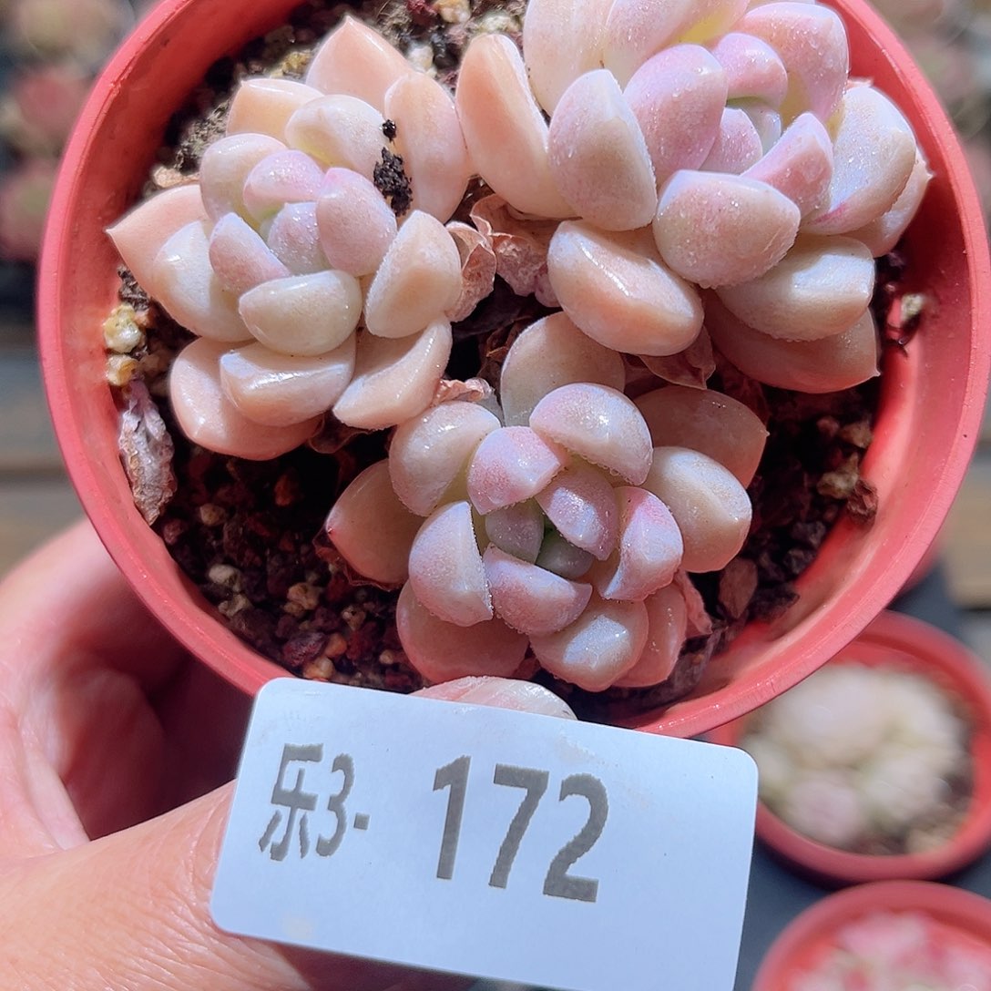 乐3-172 奶糖不包整