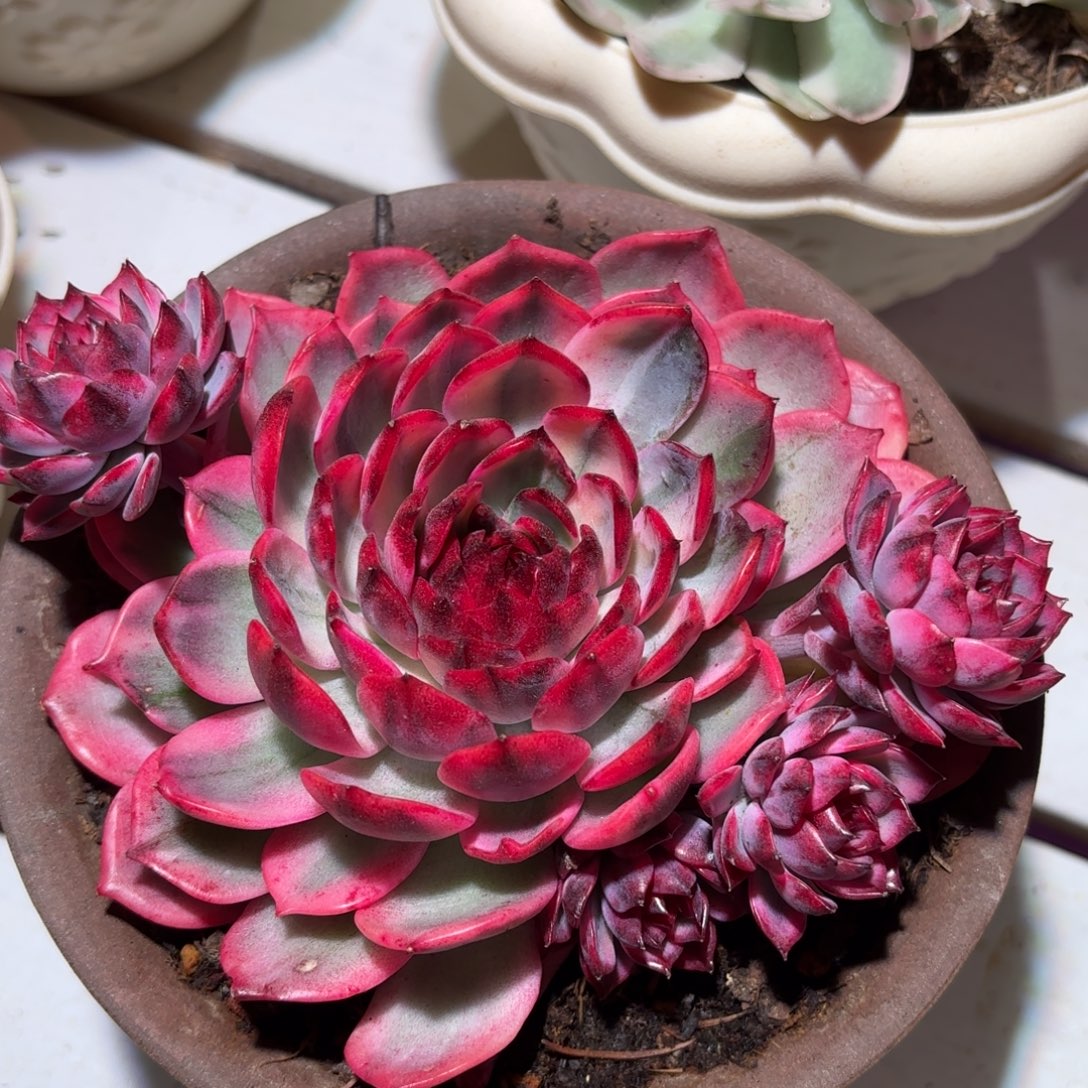 蓝色妖姬多肉植物