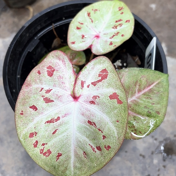 004-0208彩叶芋广东现货