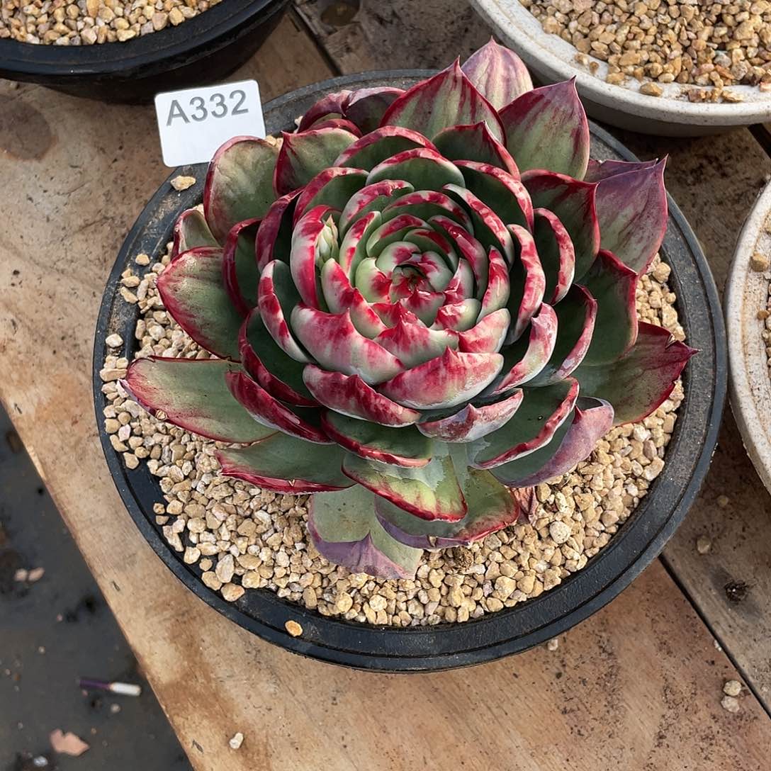 ****花332多肉植物多肉植物