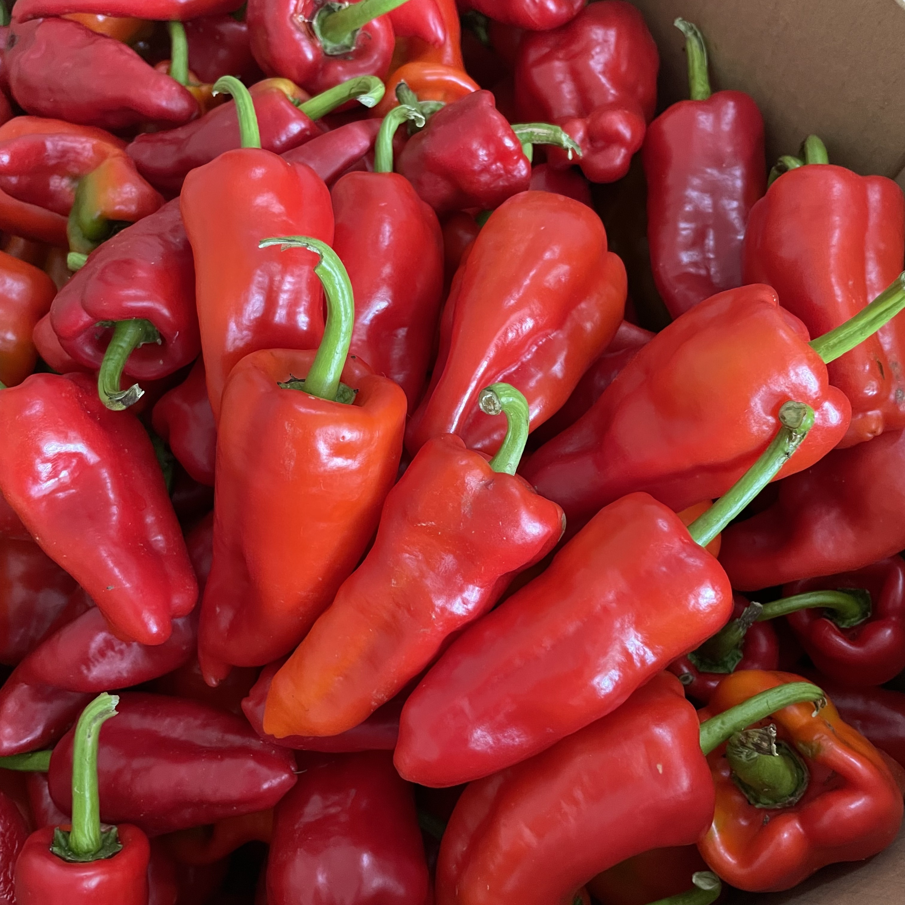 新鲜红椒大红泡椒糯米椒露天种植现摘现发可生吃做泡椒辣椒酱