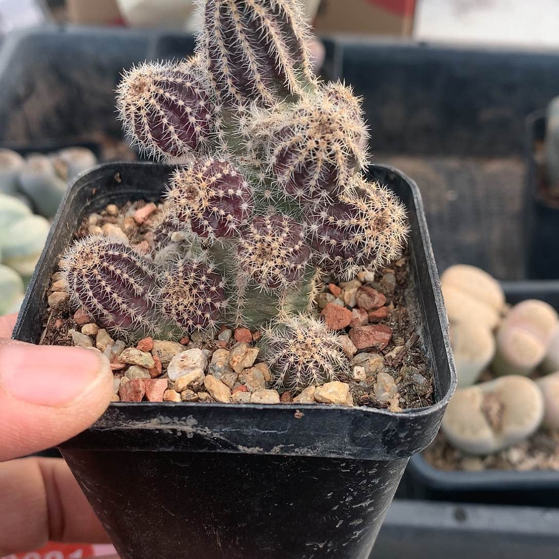 仙人球非常好看非常好看