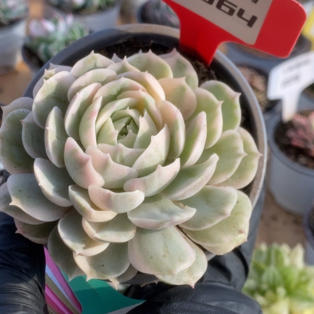 664昂丝诺锦锦锦锦锦锦