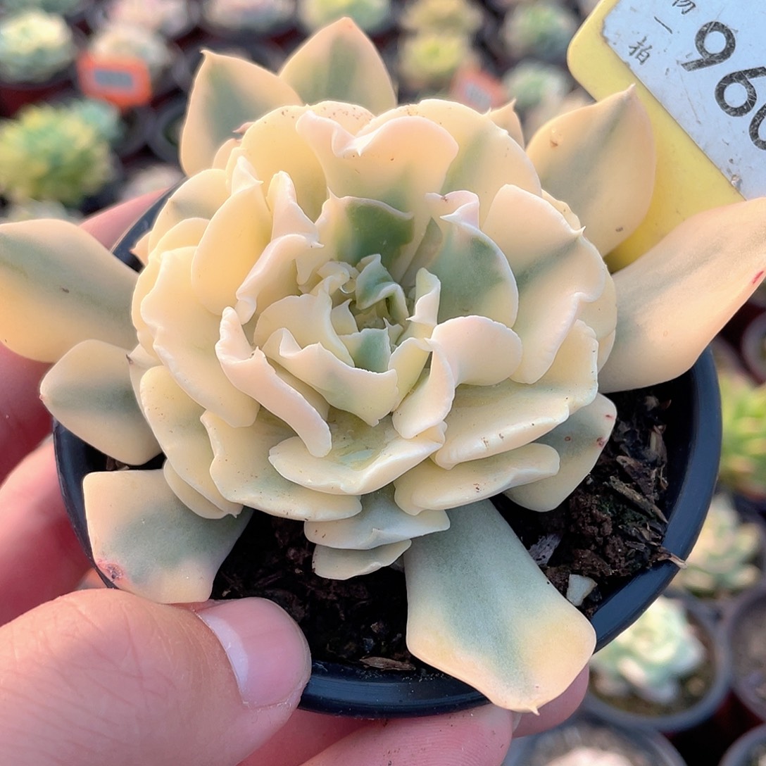 利比里亚锦960号多肉