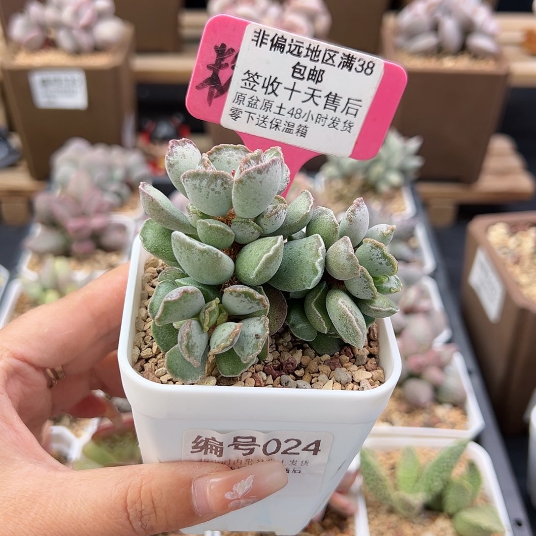 024毛库博多肉植物