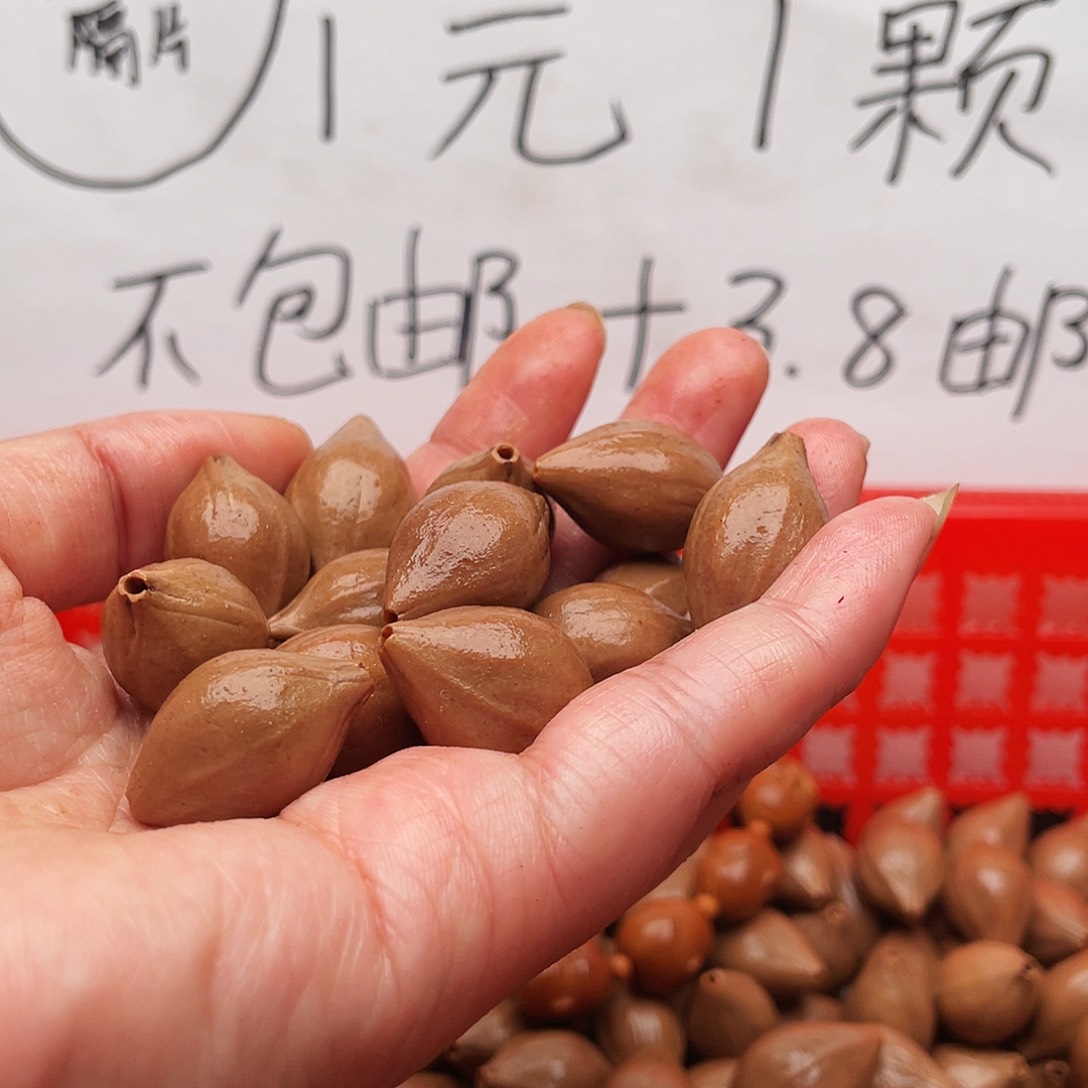 橄榄核手串/手链成*橄榄