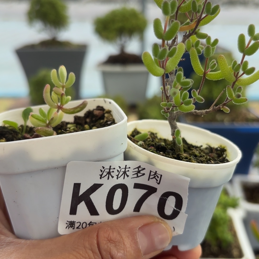 070骚粉和红宝石锦哦