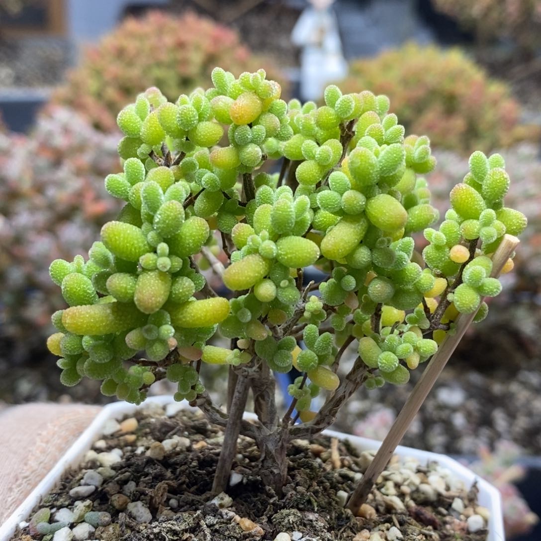 金橘糖球4421枝干番杏