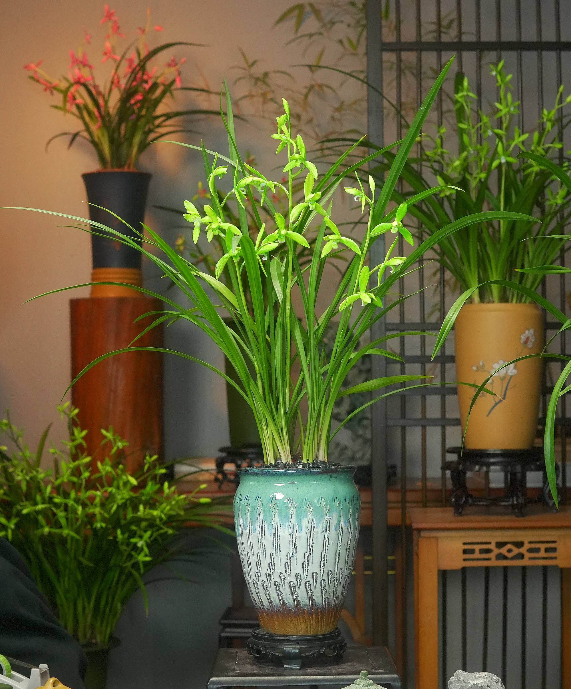 建兰铭品【漓江飞雪】七仙女浓香型兰花 带陶瓷盆a 室内好养盆栽