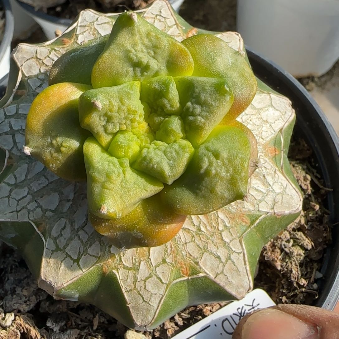 【闪购商品】光面连山锦198