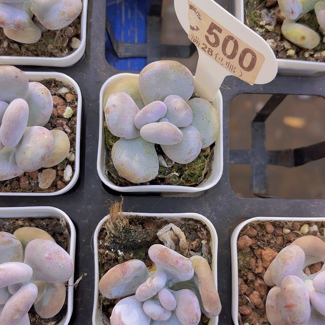 D500油煎丸子一物一拍