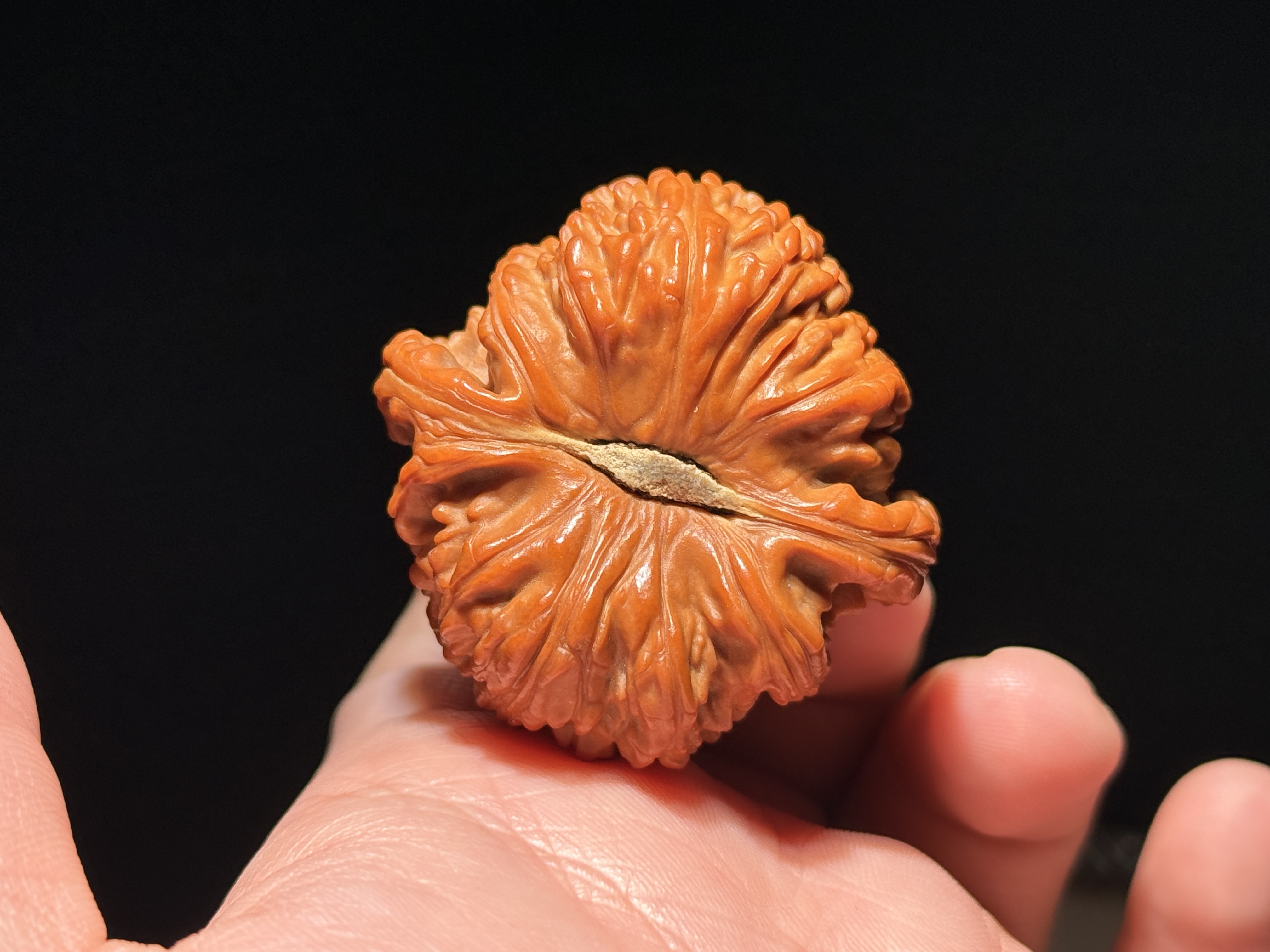 闷尖白狮子全品文玩核桃