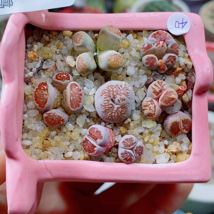 生石花花花花花花403