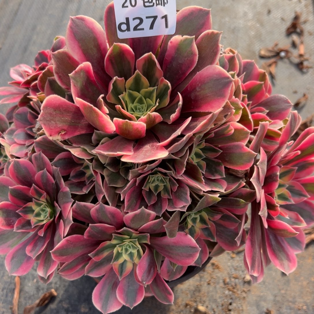 271女妖，多肉法师