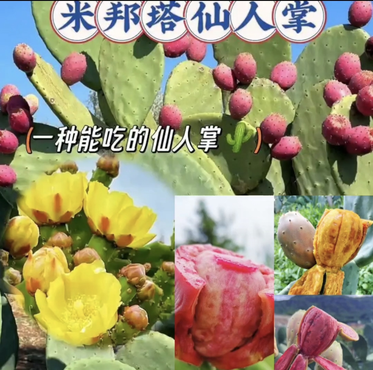 正正宗米帮塔改良仙人掌摩洛哥尽快紫果黄果红果三片装