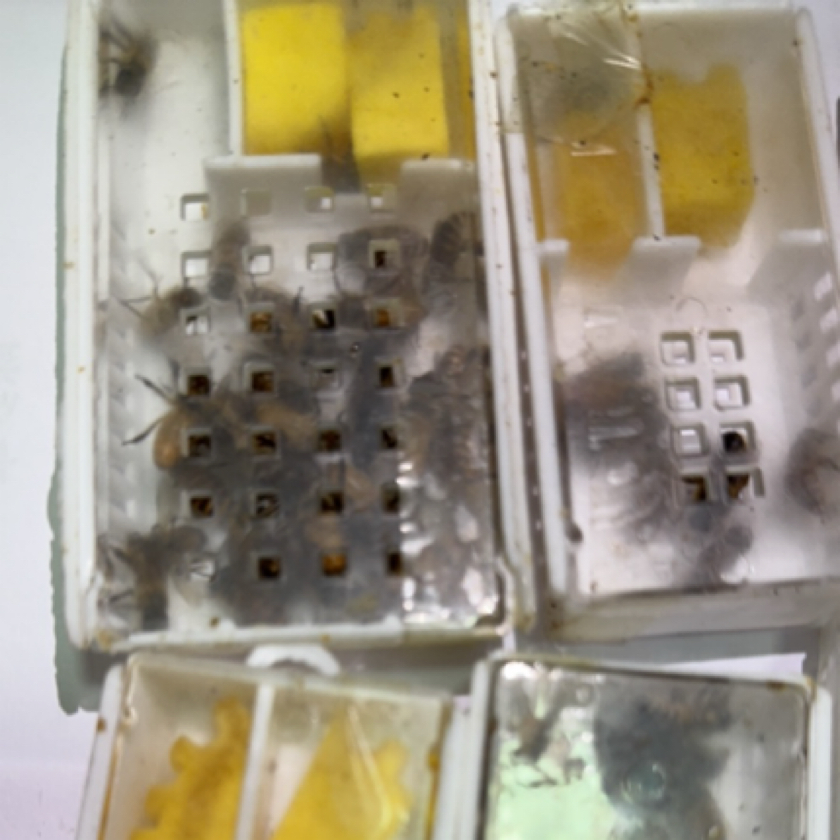 中蜂蜂王高产繁殖快带强群王双色阿坝王土蜂蜂王笼