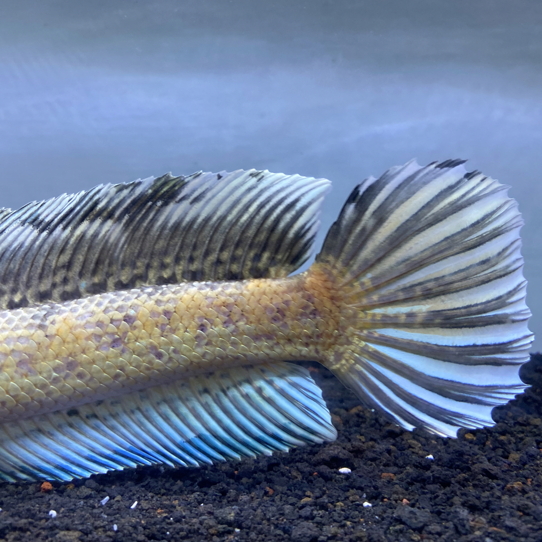 眼镜蛇雷龙鱼(野苗）