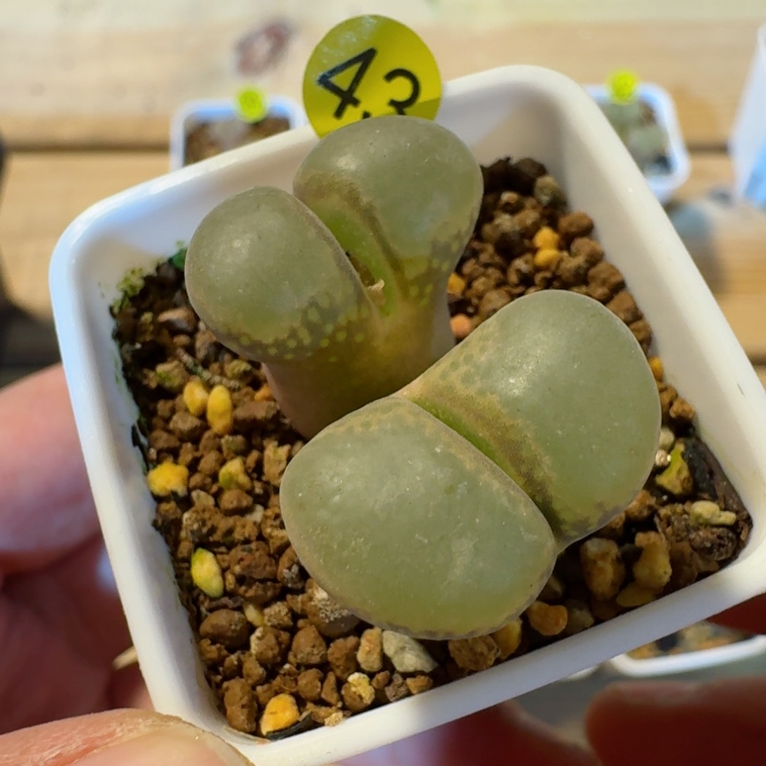 43.......多肉.....