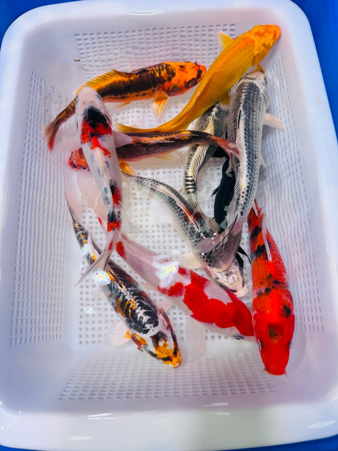 7条混搭11-15公分(红白 大正 龙 黄金 黑金 孔雀） 锦鲤鱼 