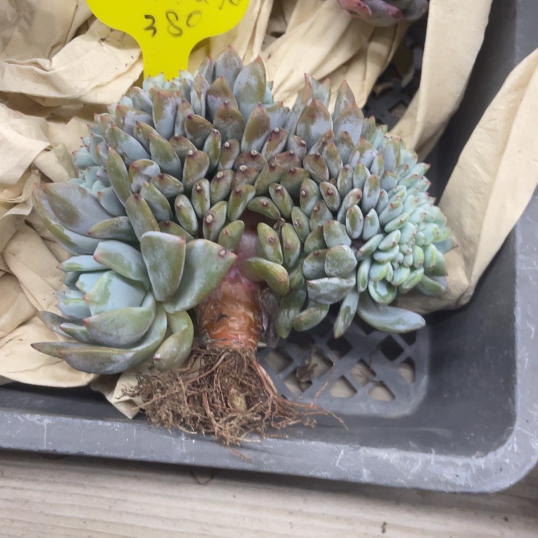 姚***姚石榴子星影缀化实生