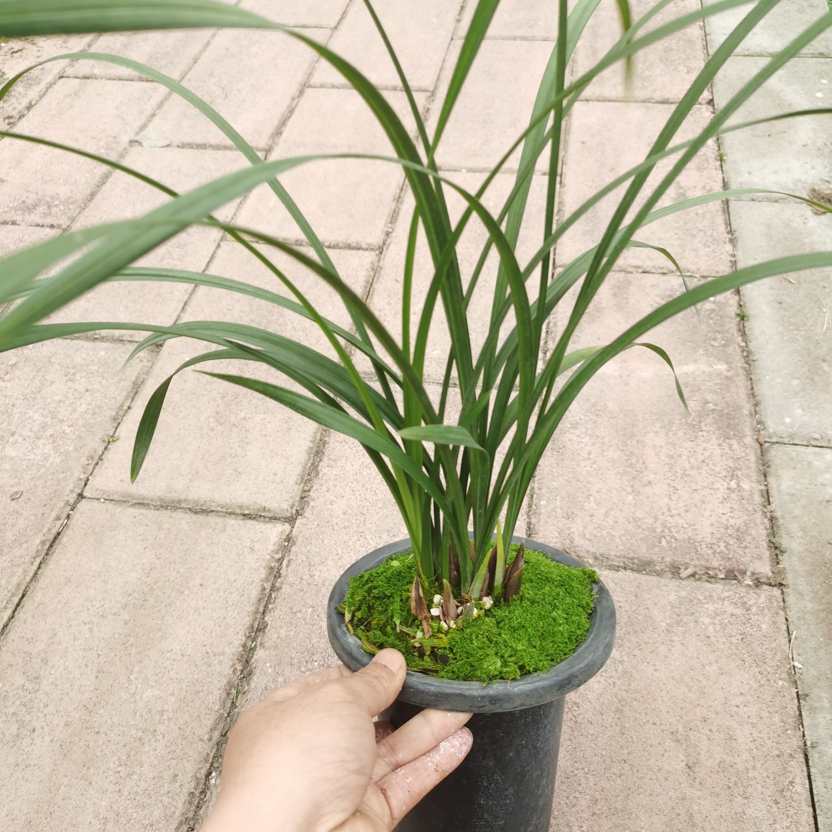 春剑红花六苗5个花苞兰花花卉千金