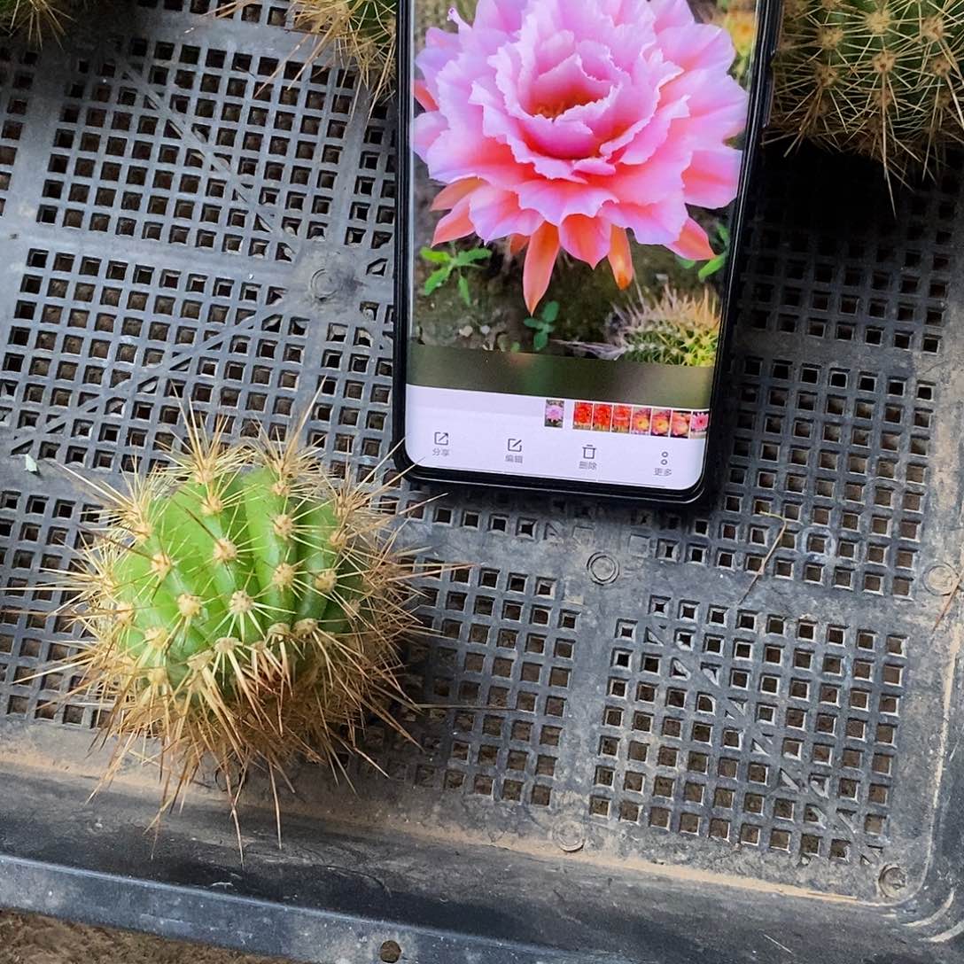 毛 粉桃侧芽 歪 20包邮6公分