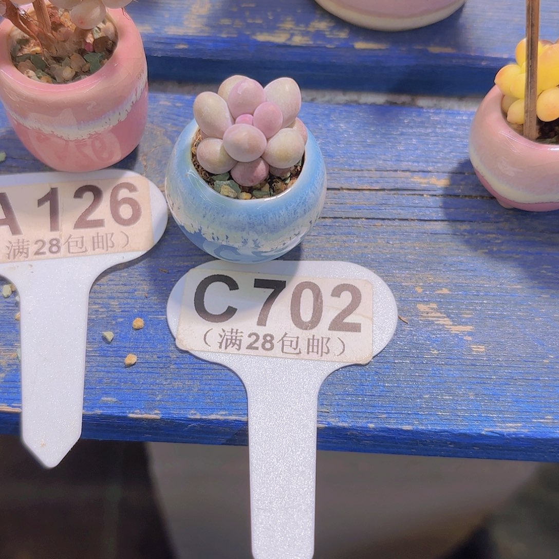 C702汤圆一物一拍