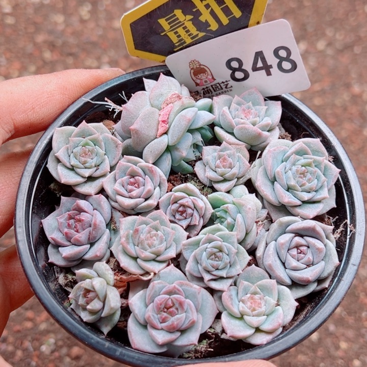 多肉植物多肉植物