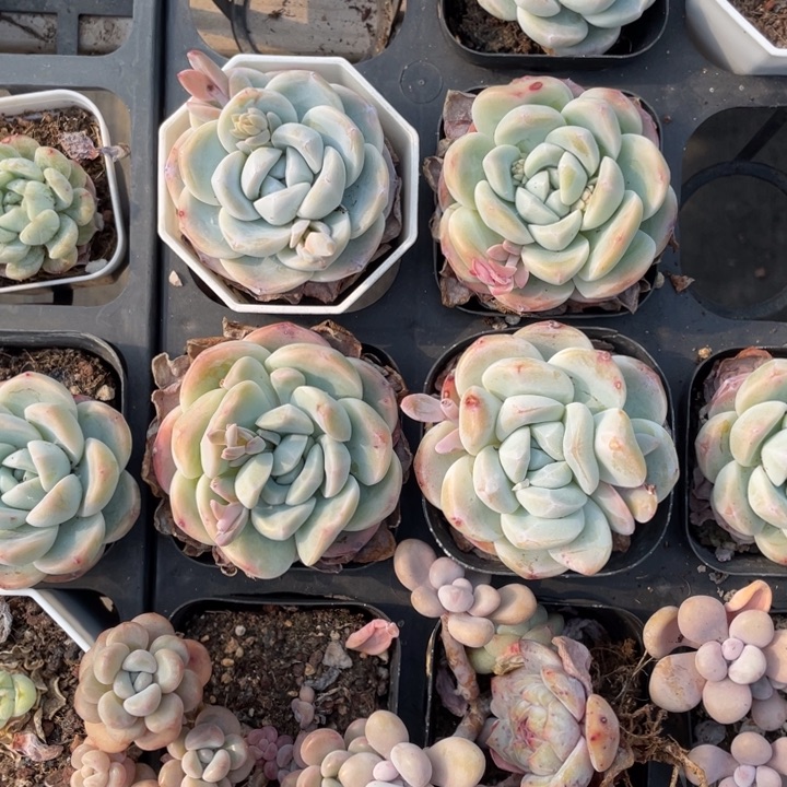 玉蝴蝶单头一颗冠幅5-6厘米20包邮新疆西藏不发