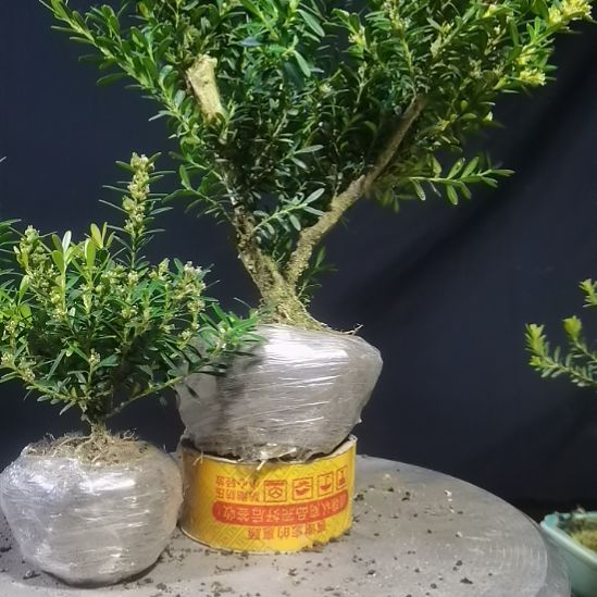 鸡***佬无花朵贵州米叶黄杨