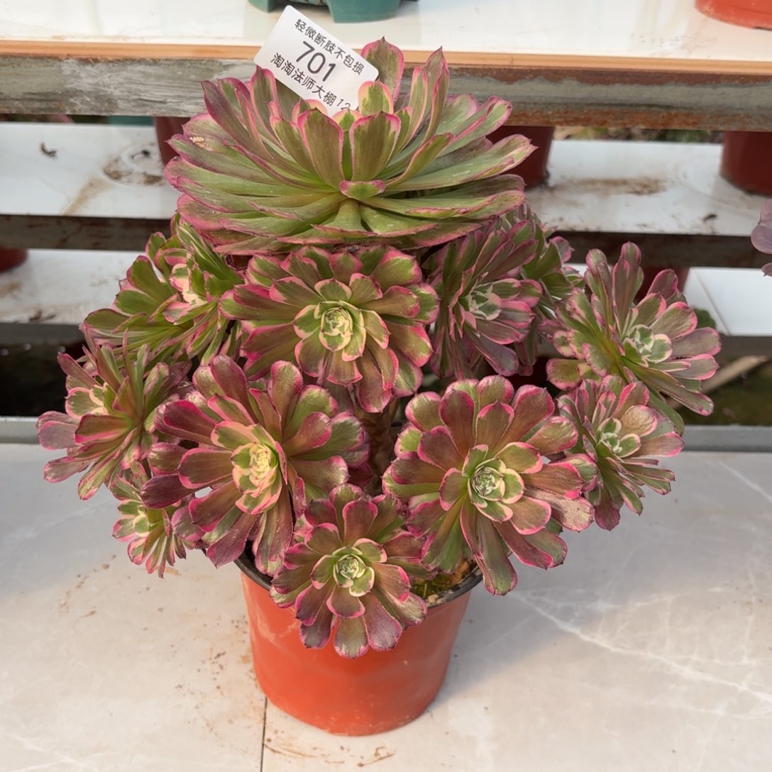 701霁月多肉植物法师