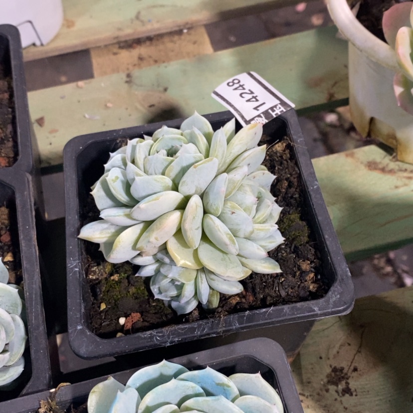 【闪购商品】@****?劳林14248