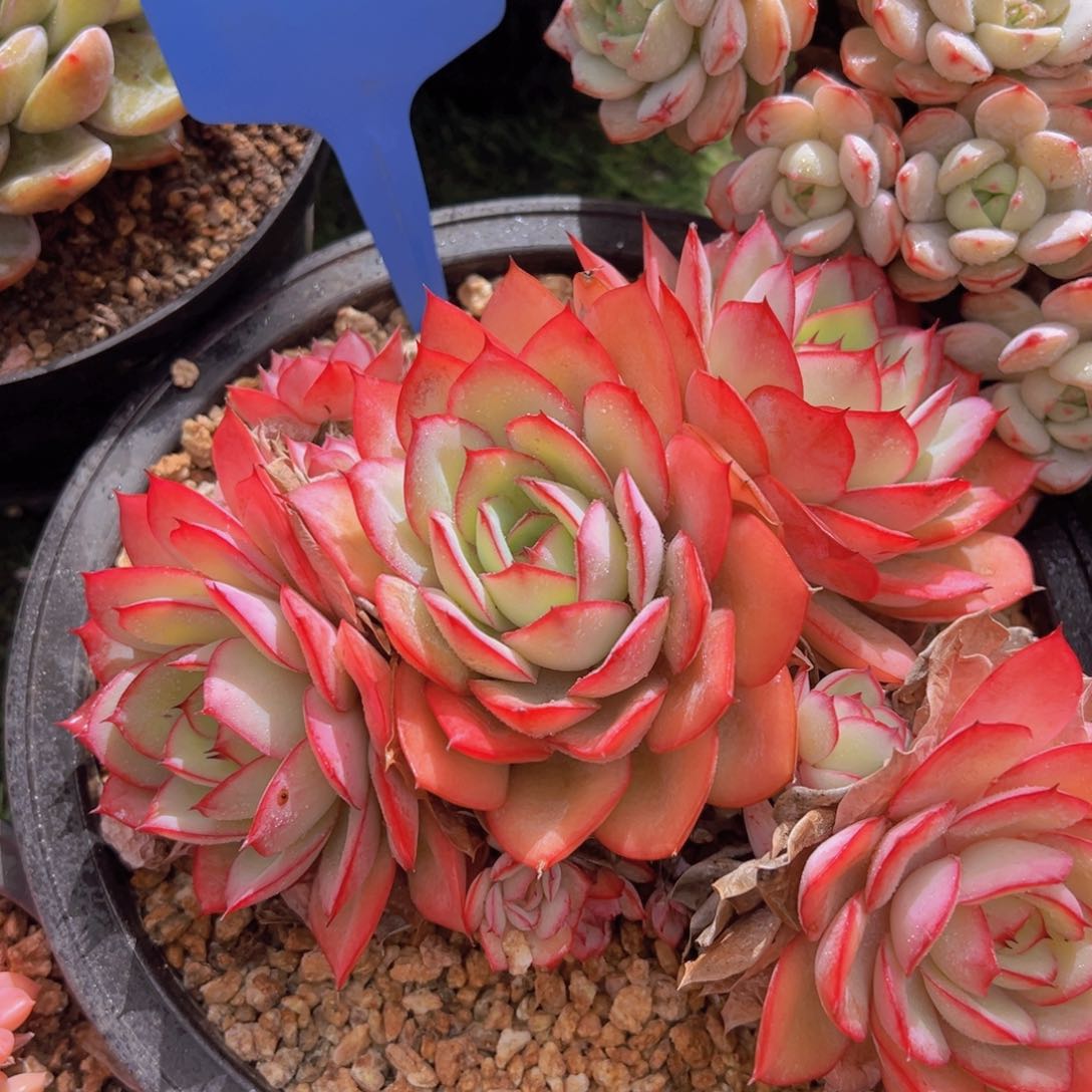 香玉的故事是一个人的故事吗