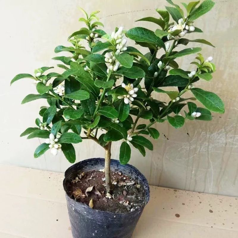 【香水柠檬】四季常绿果树带花发货庭院地栽阳台盆栽新手可种正宗